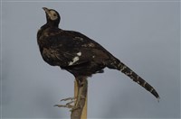 藏品(黑長尾雉)的圖片